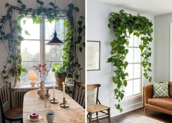 How to Grow a Gorgeous Pothos Curtain for Window