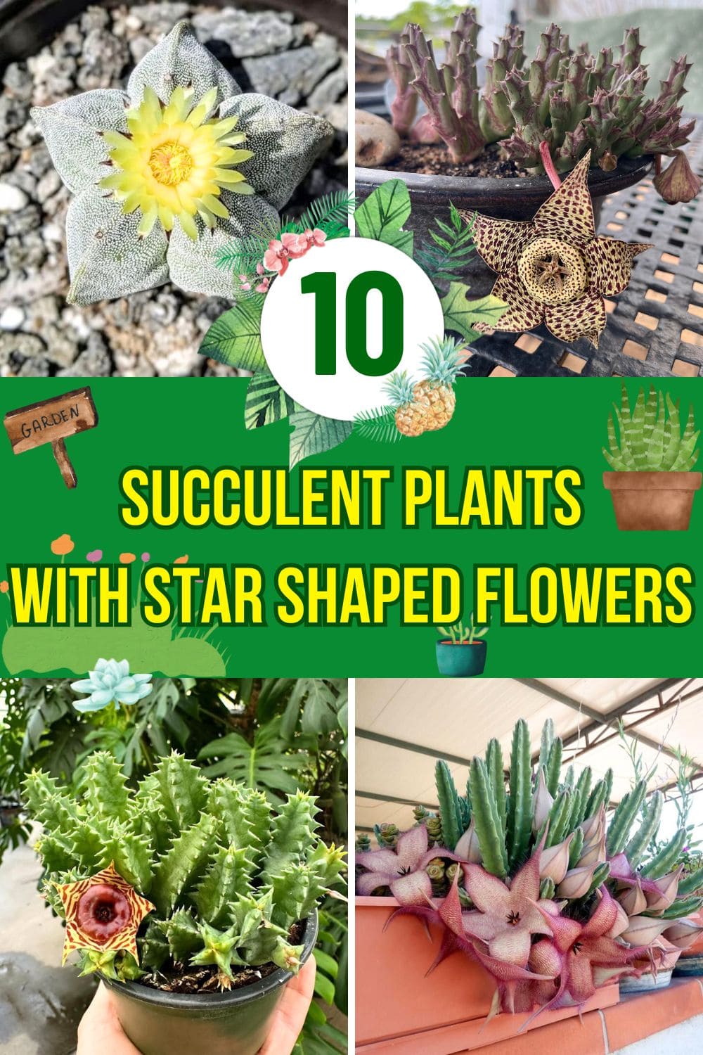 10 Succulent Plants With Star-Shaped Flowers