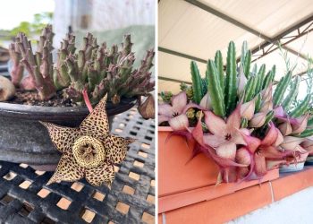 10 Succulent Plants With Star-Shaped Flowers 10 Succulent Plants With Star-Shaped Flowers