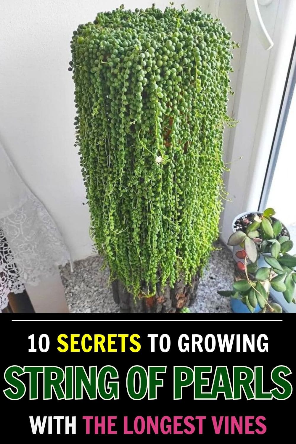 10 Secrets to Growing Long, Cascading String of Pearls Vines