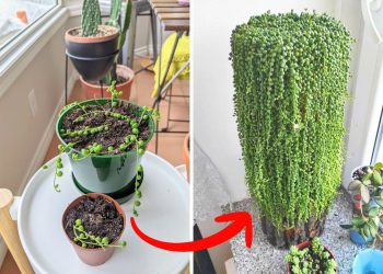 10 Secrets to Growing Long, Cascading String of Pearls Vines