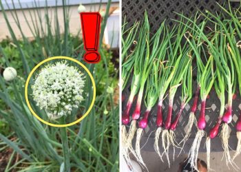 What to Do When Your Onions Bolt And How to Handle It What to Do When Your Onions Bolt And How to Handle It