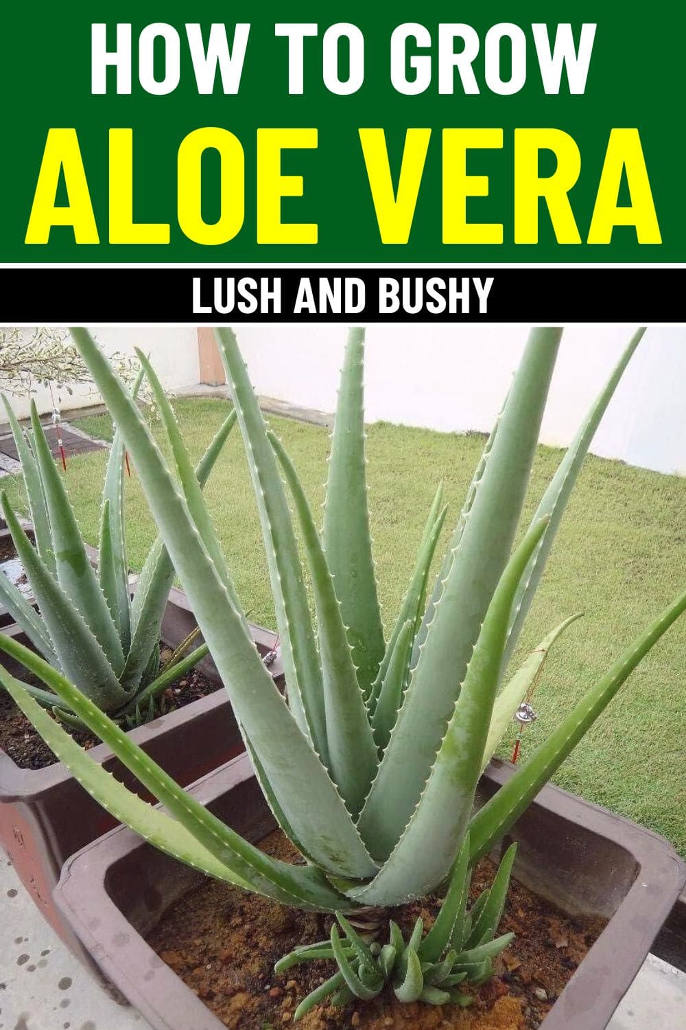 9 Steps to Make Your Aloe Vera Lush and Bushy