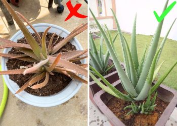 9 Steps to Make Your Aloe Vera Lush and Bushy
