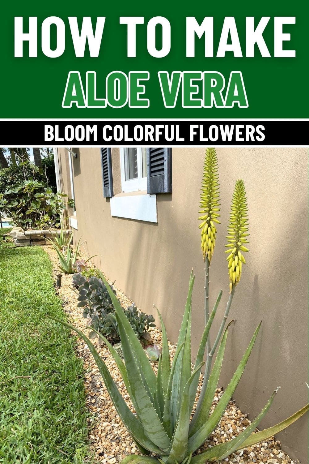 Why Your Aloe Vera Isn’t Flowering And How to Fix It