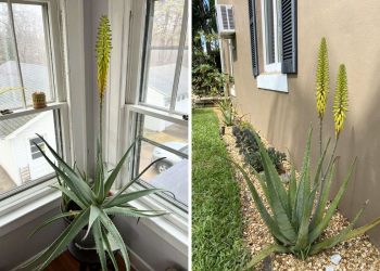 Why Your Aloe Vera Isn’t Flowering And How to Fix It