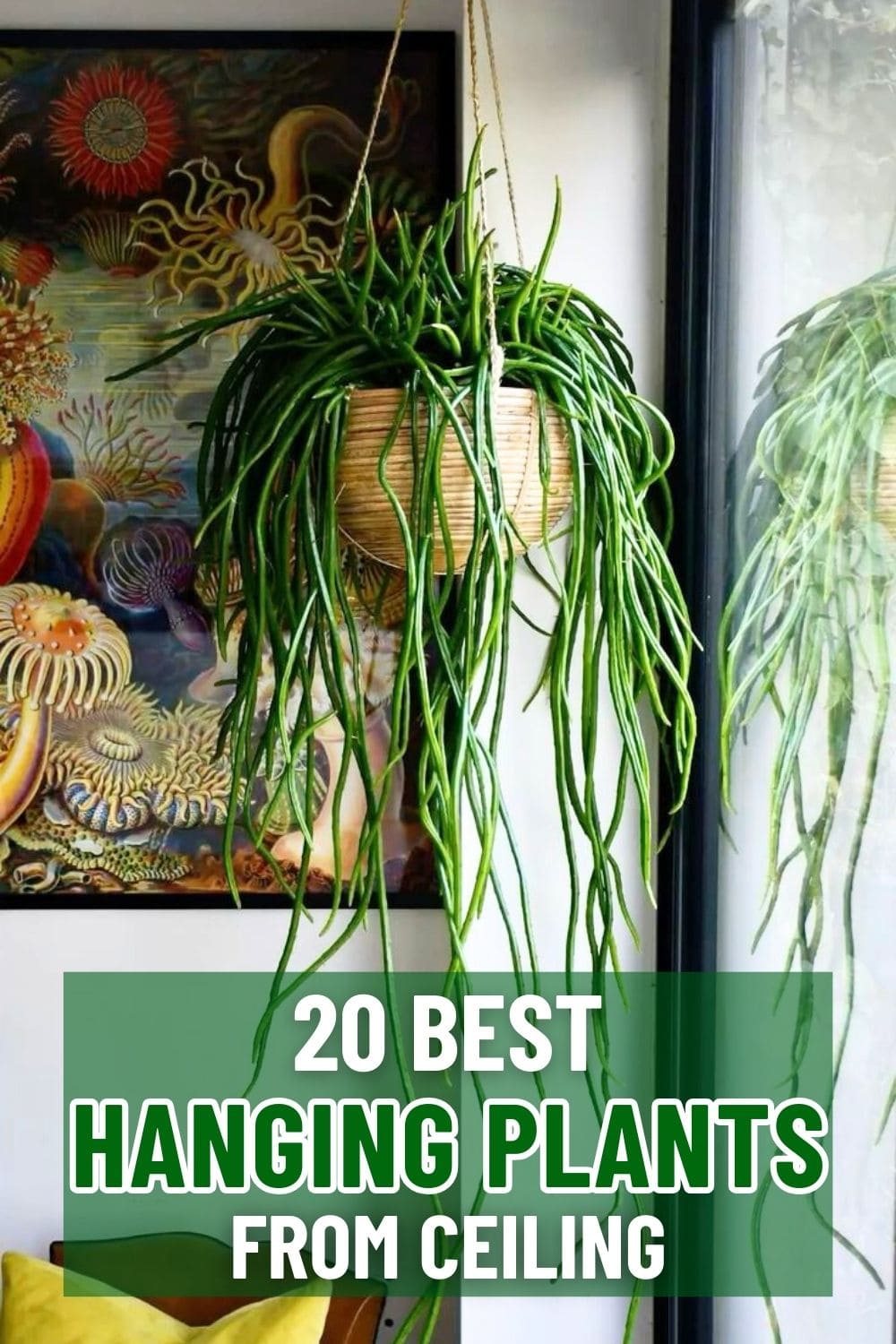20 Hanging Plants That Look Amazing from the Ceiling
