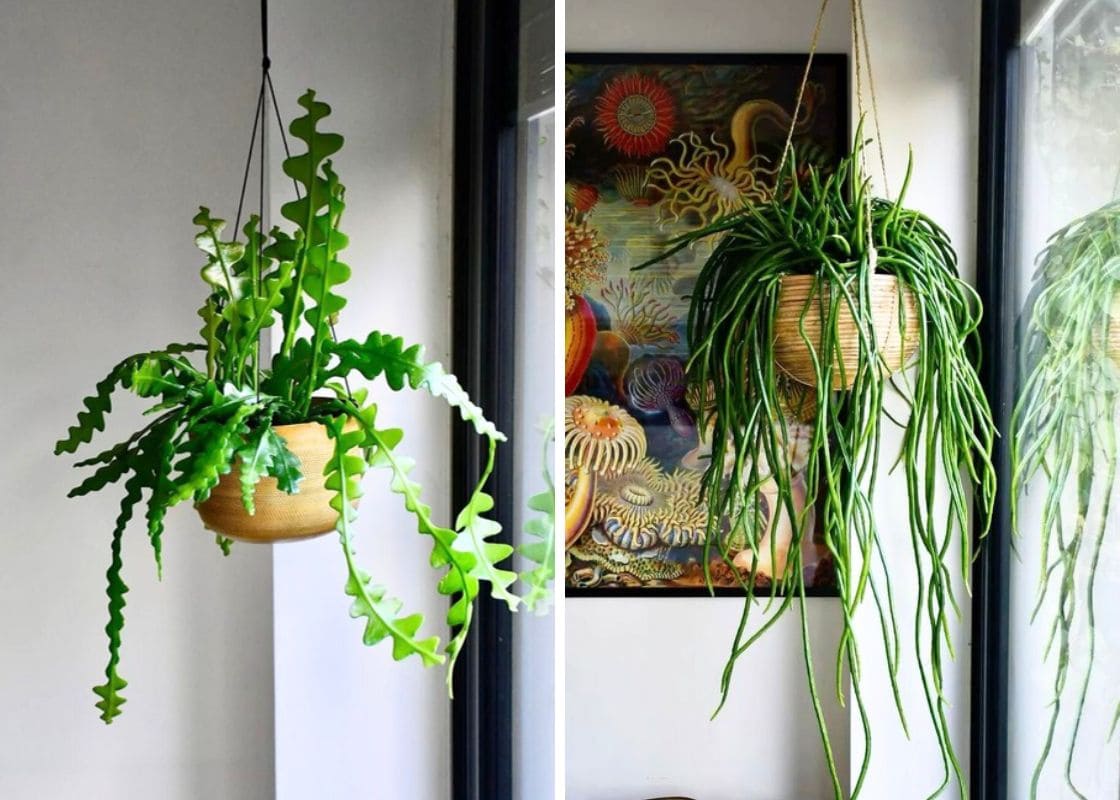 20 Hanging Plants That Look Amazing from the Ceiling