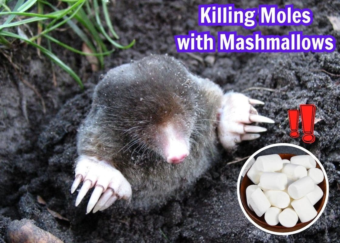 Killing Moles with Marshmallows – A Strange but Popular Trick