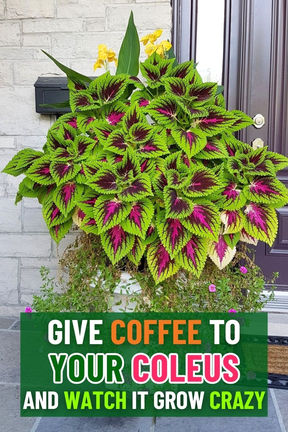 Give Your Coleus Coffee and Watch It Grow Like Crazy