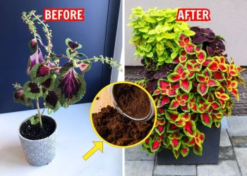 Give Your Coleus Coffee and Watch It Grow Like Crazy