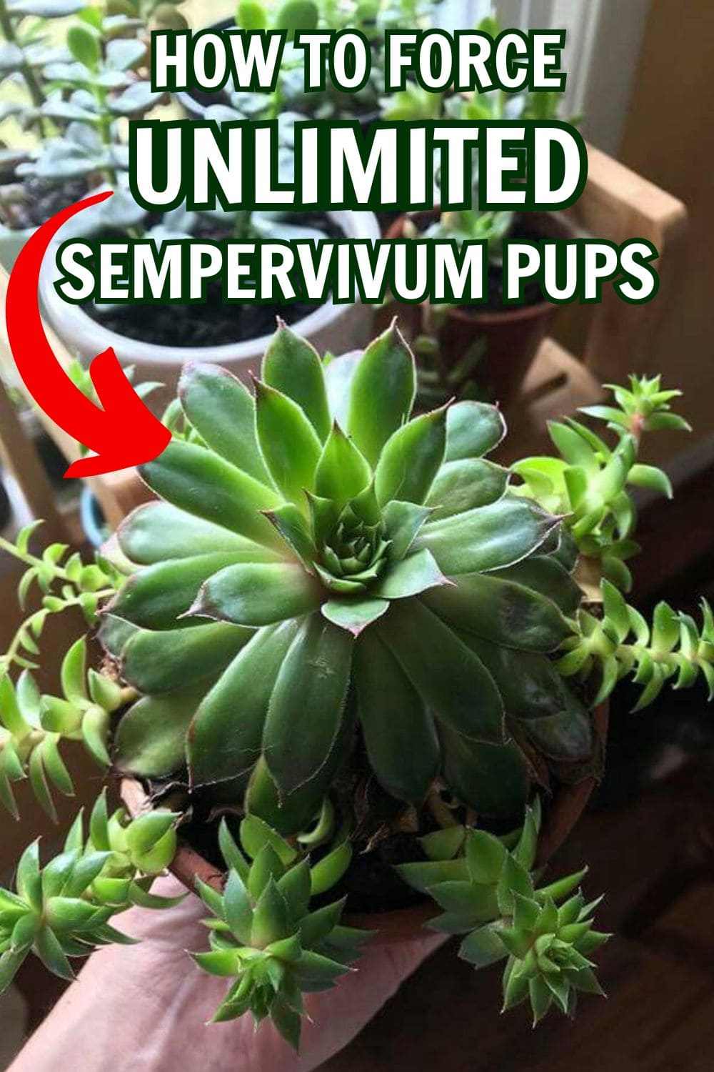 9 Secrets to Force Your Sempervivum to Produce More Pups