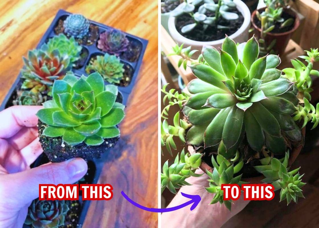 9 Secrets to Force Your Sempervivum to Produce More Pups