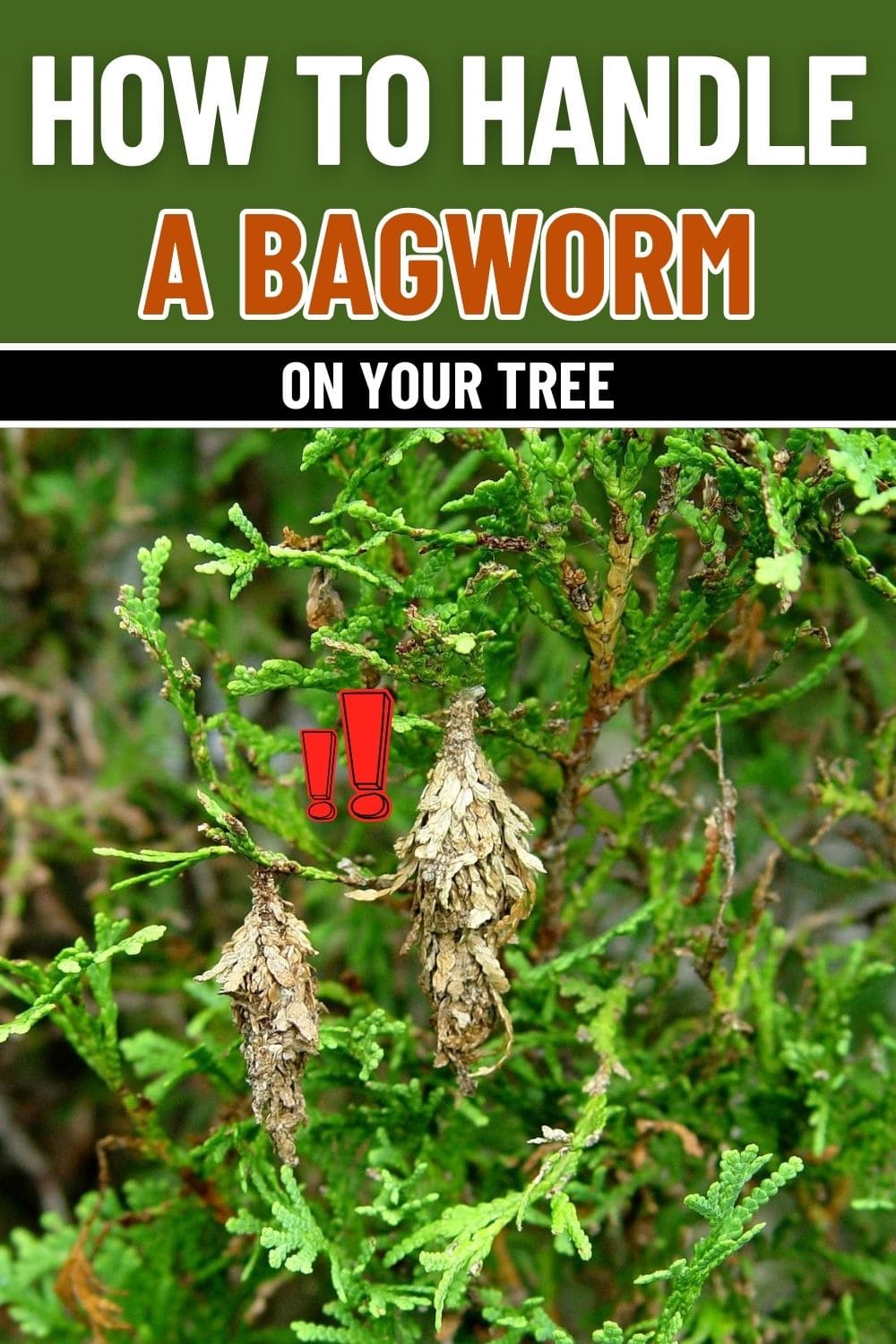 Spotting This Hanging Case on Your Tree? It’s a Bagworm and Here’s What to Do