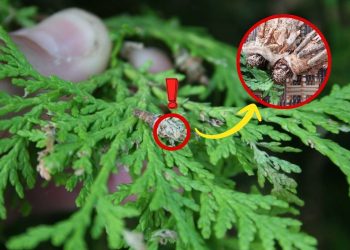 Spotting This Hanging Case on Your Tree? It’s a Bagworm and Here’s What to Do