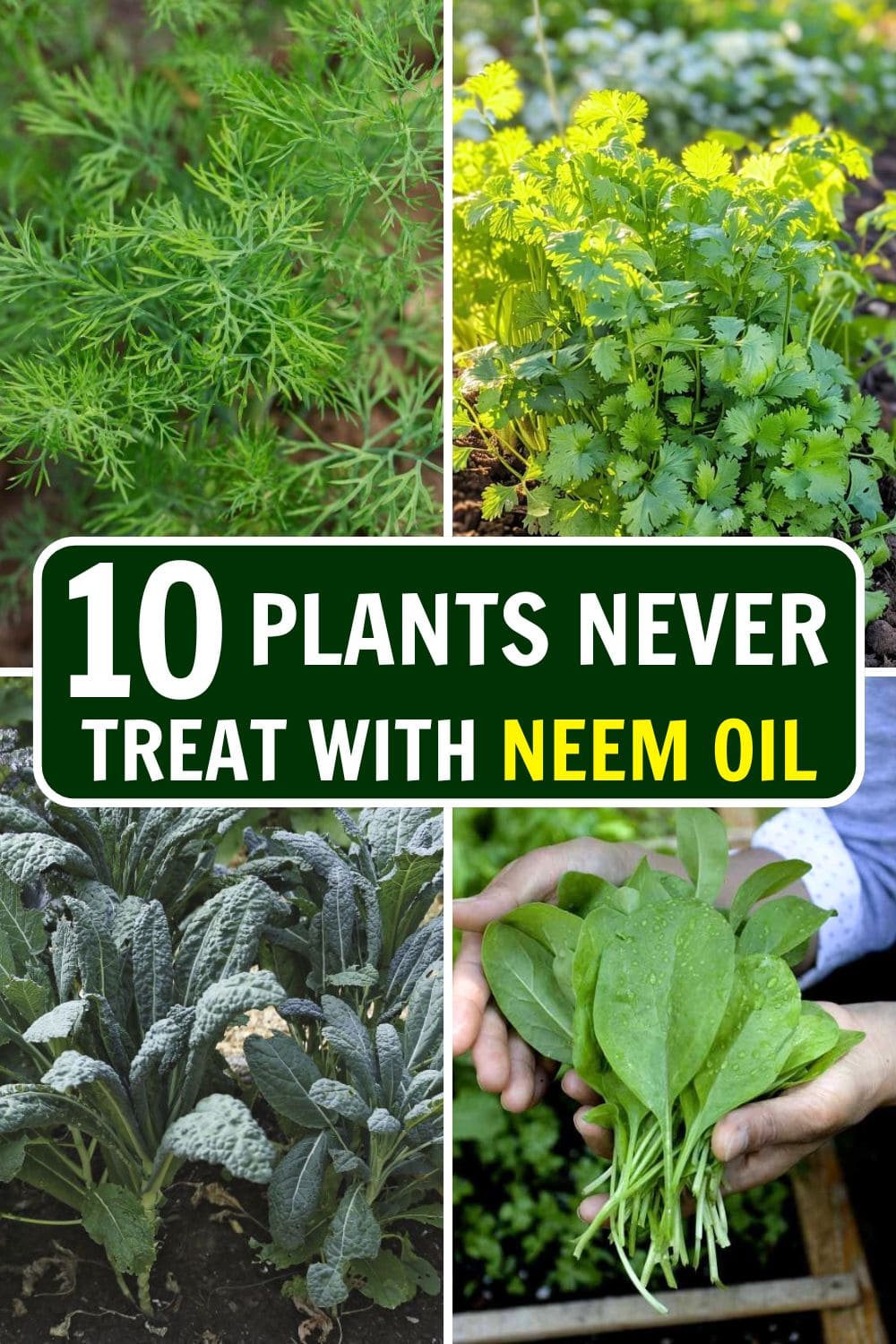 10 Plants You Should Never Treat with Neem Oil