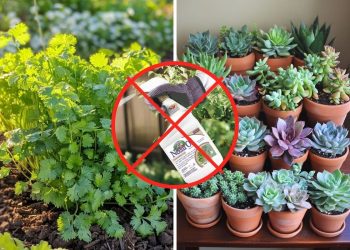 10 Plants You Should Never Treat with Neem Oil 10 Plants You Should Never Treat with Neem Oil
