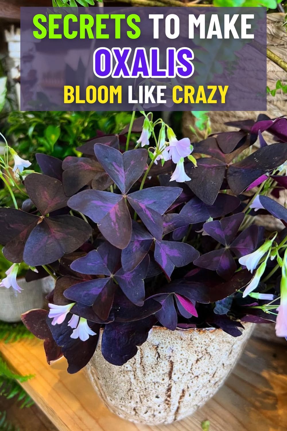 10 Secrets to Make Your Oxalis Bloom Like Crazy