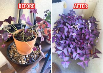 10 Secrets to Make Your Oxalis Bloom Like Crazy