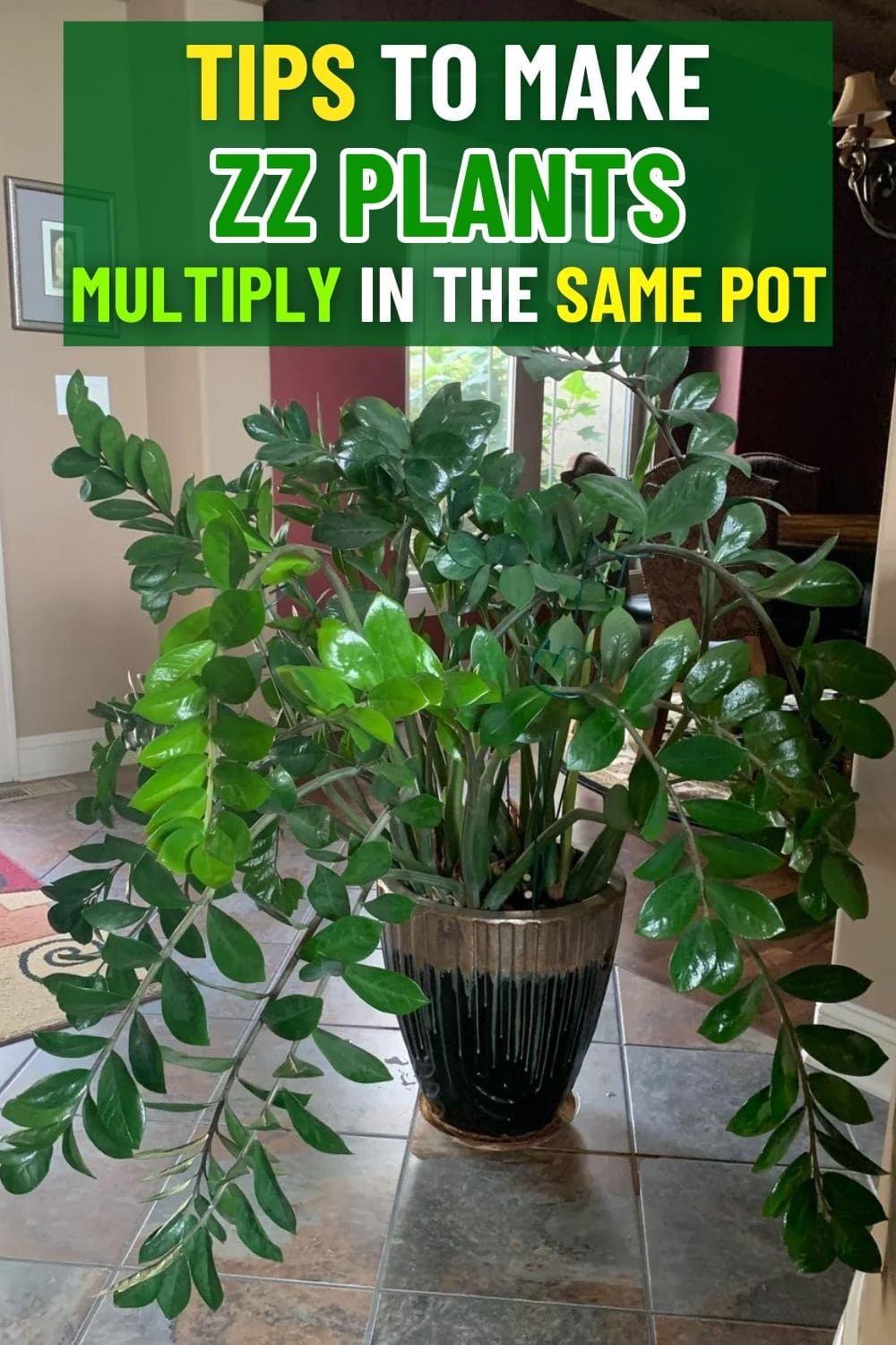 7 Tips to Make Your ZZ Plant Multiply in the Same Pot
