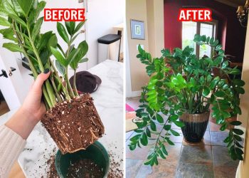 7 Tips to Make Your ZZ Plant Multiply in the Same Pot