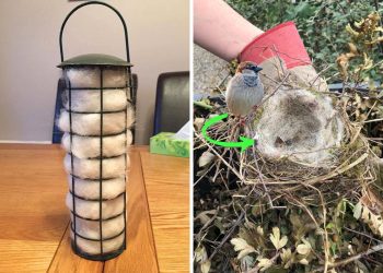 Many Use Dog Hair to Build Bird Nests. Here’s Guide: