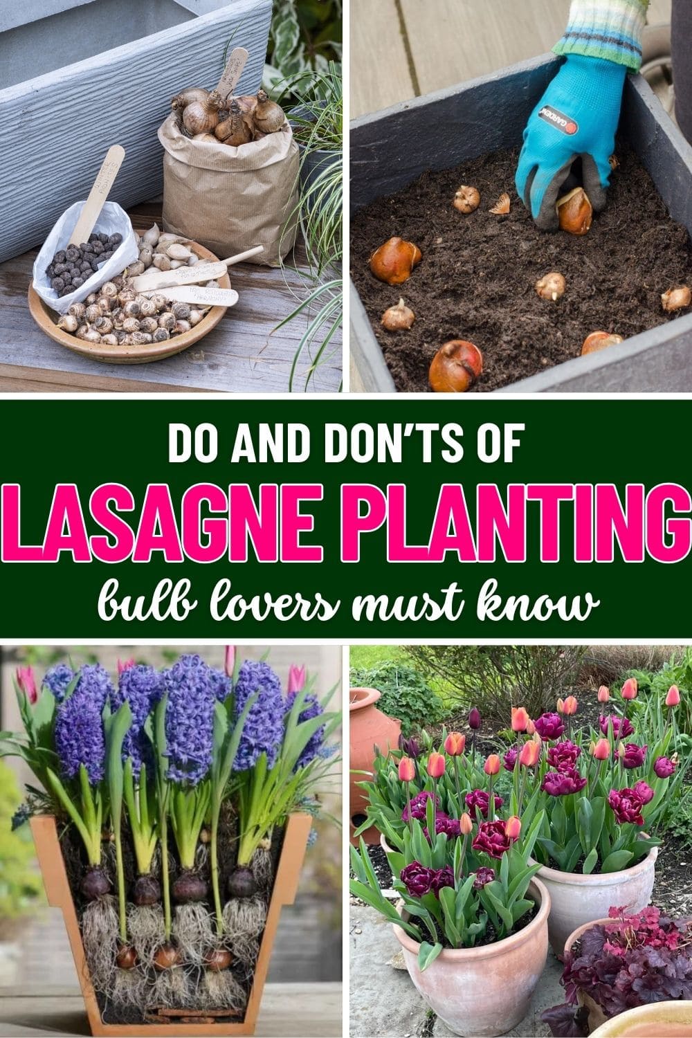 Do’s and Don’ts of Lasagne Planting Bulb Lovers Must Know