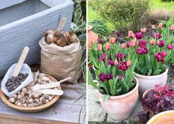 Do’s and Don’ts of Lasagne Planting Bulb Lovers Must Know