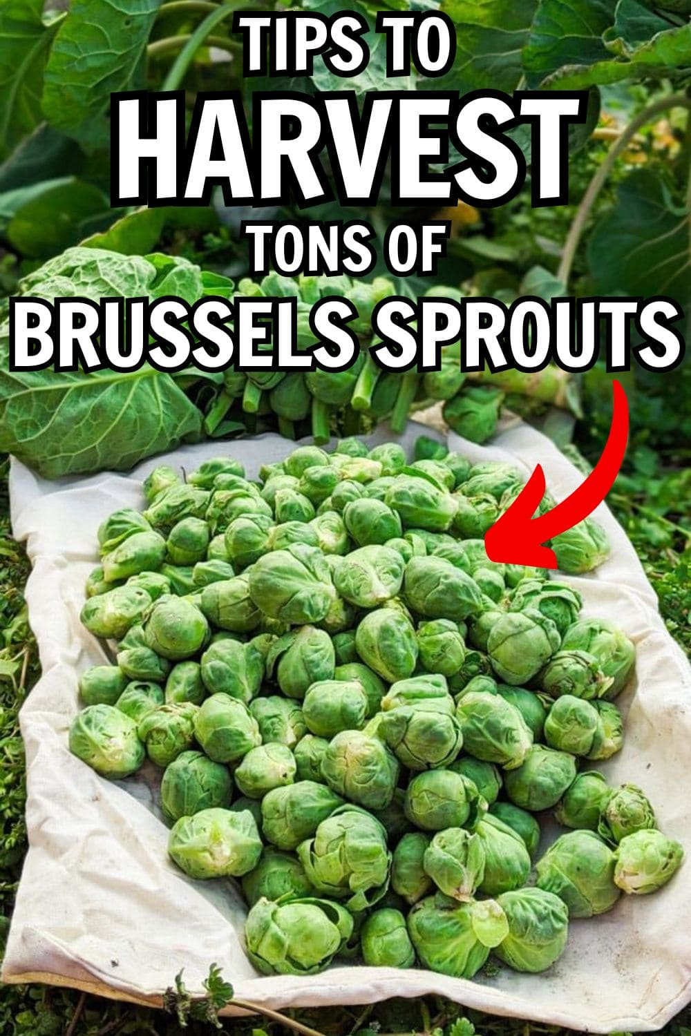 9 Proven Tips to Harvest Tons of Brussels Sprouts