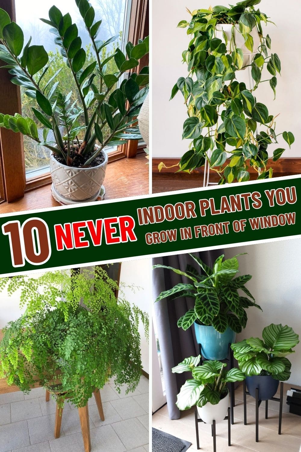 10 Indoor Plants You Should Never Grow in Front of Windows