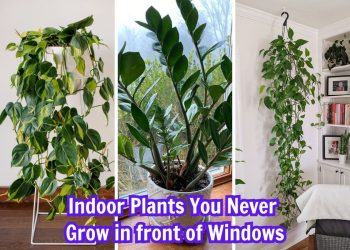 10 Indoor Plants You Should Never Grow in Front of Windows