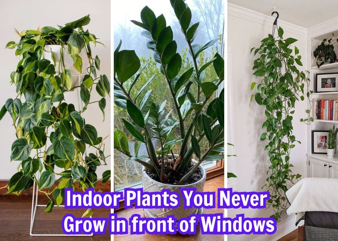 10 Indoor Plants You Should Never Grow in Front of Windows
