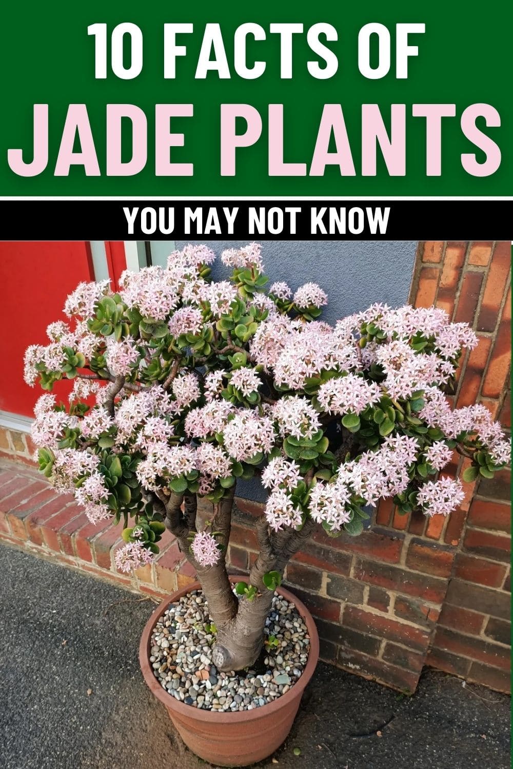 10 Fascinating Things You May Not Know About Jade Plants