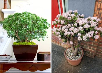 10 Fascinating Things You May Not Know About Jade Plants