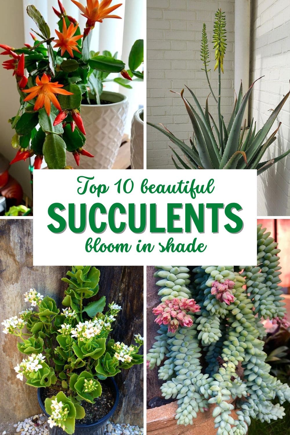10 Succulents That Beautifully Bloom in Shade