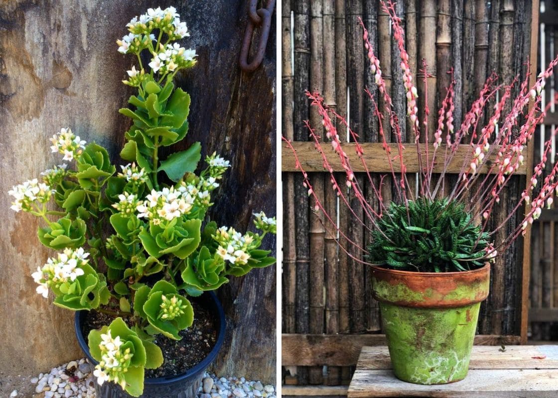10 Succulents That Beautifully Bloom in Shade