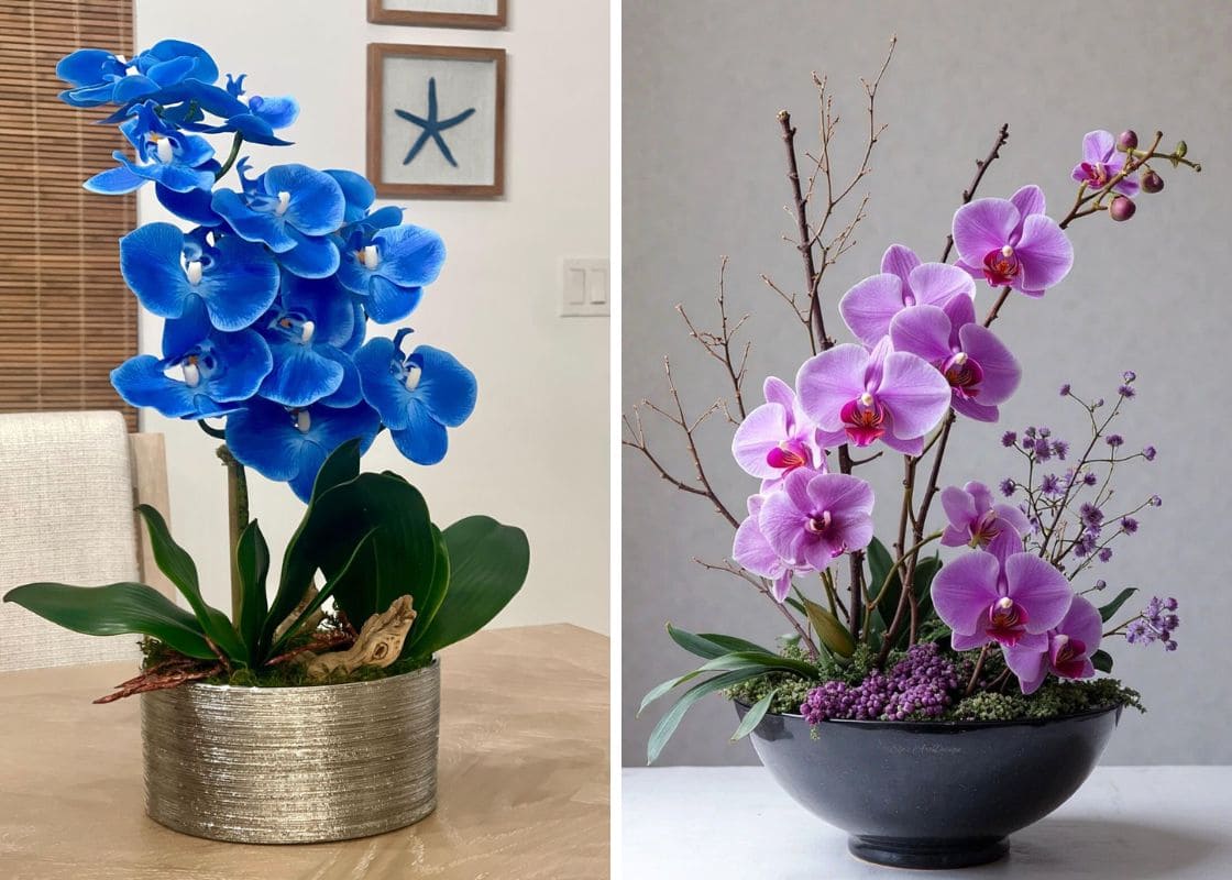 8 Best Orchid Colors and Their Meanings