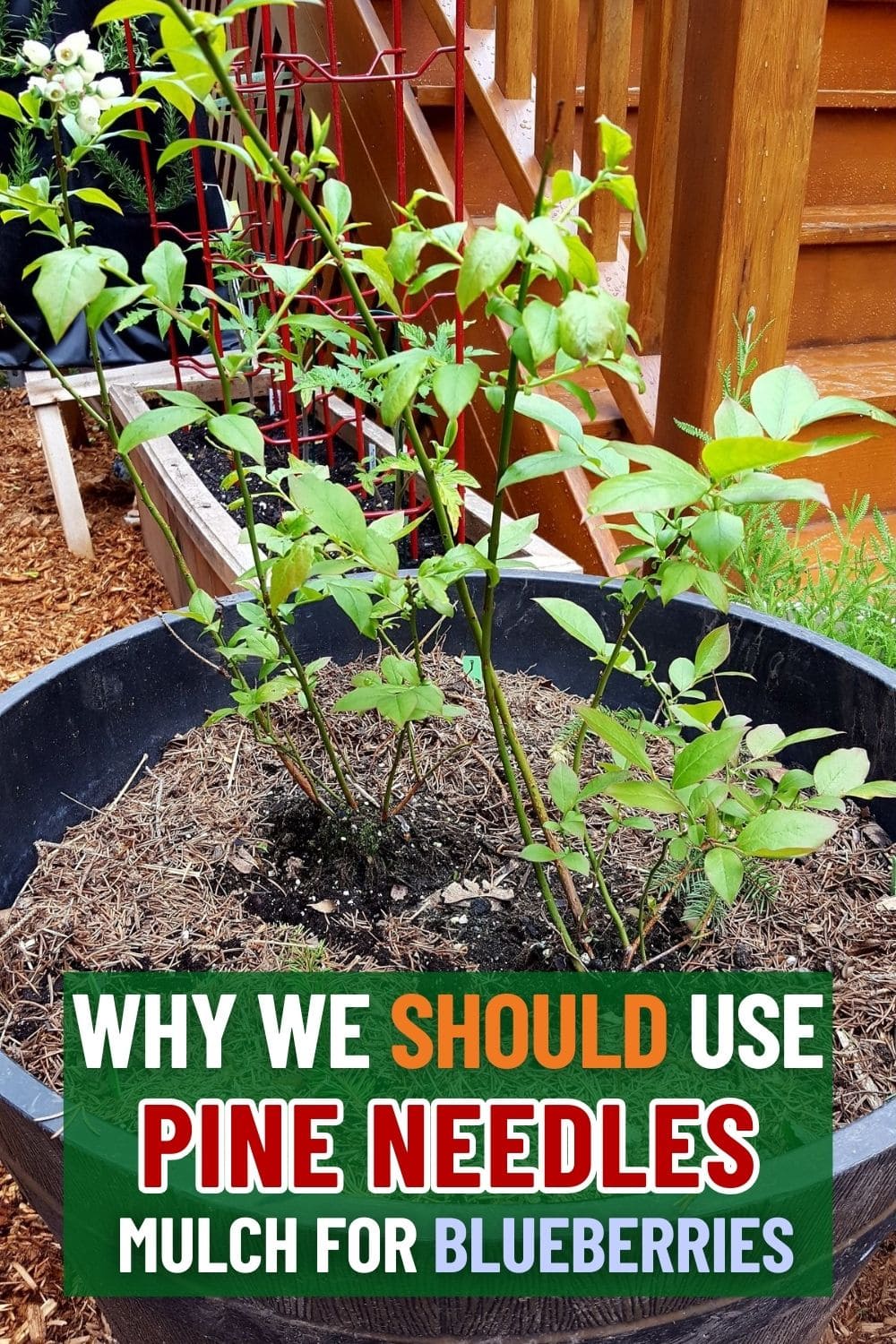 Why Pine Needles Are the Best Mulch for Blueberries