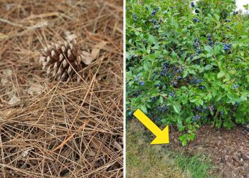 Why Pine Needles Are the Best Mulch for Blueberries