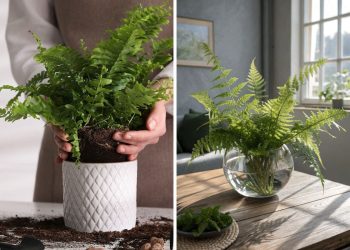 A Simple Guide to Growing Ferns in Water