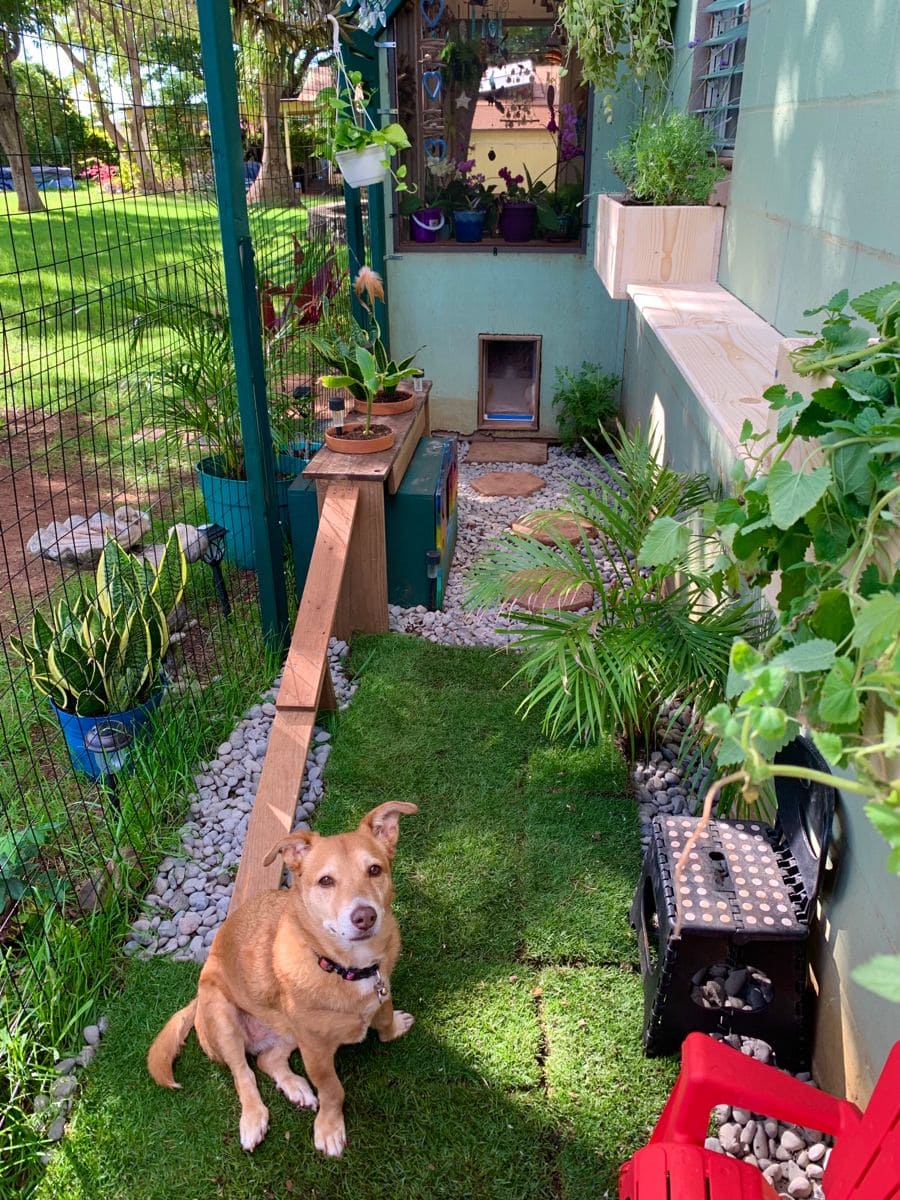 Garden Dog Run with Direct Door Access