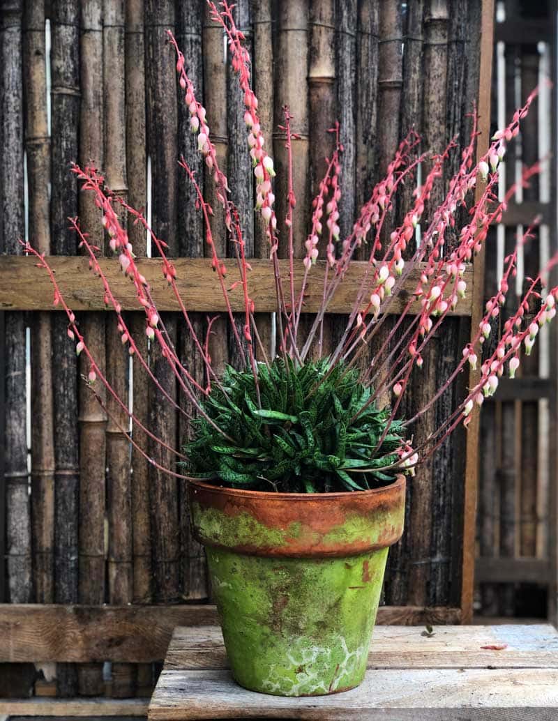 10 Succulents That Beautifully Bloom in Shade