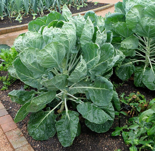 9 Proven Tips to Harvest Tons of Brussels Sprouts
