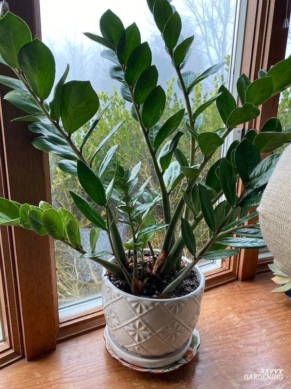 7 Tips to Make Your ZZ Plant Multiply in the Same Pot