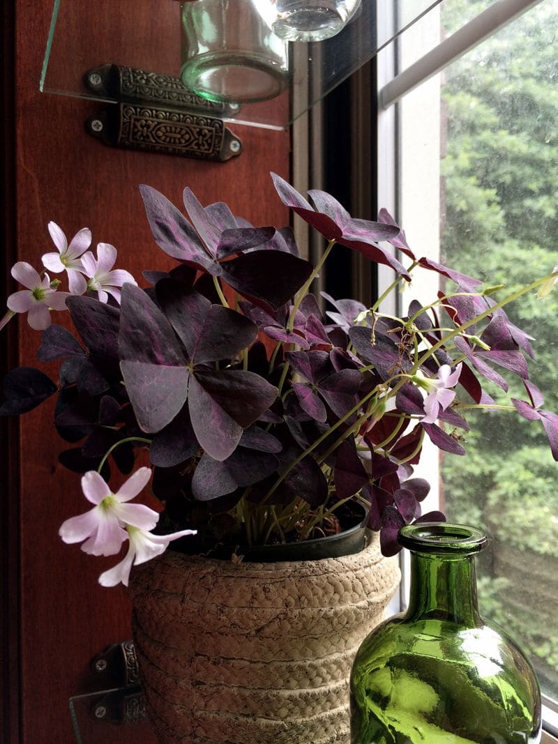 10 Secrets to Make Your Oxalis Bloom Like Crazy