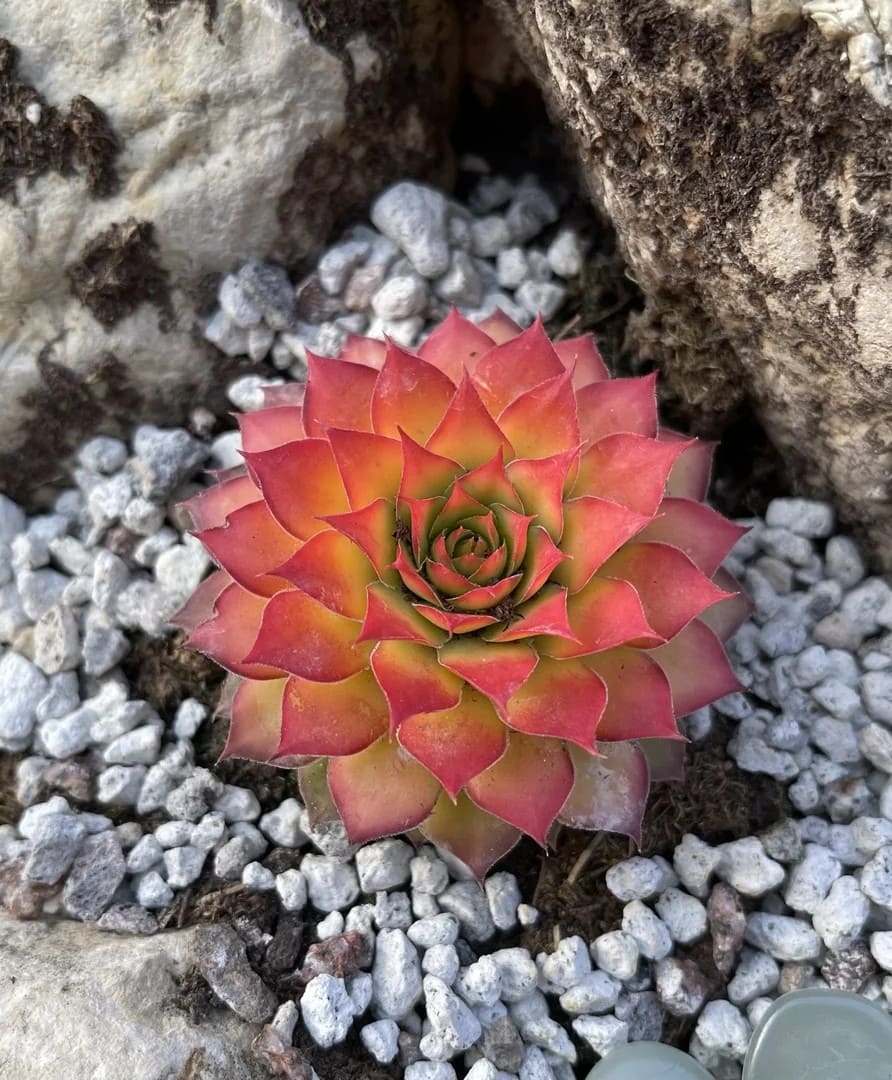 9 Secrets to Force Your Sempervivum to Produce More Pups