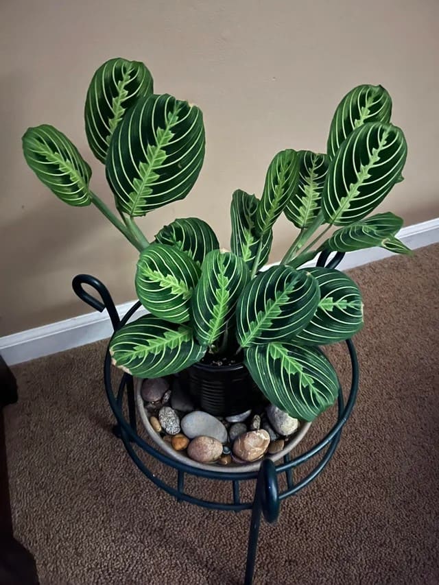 10 Tips to Grow a Gorgeous Prayer Plant Like a Pro