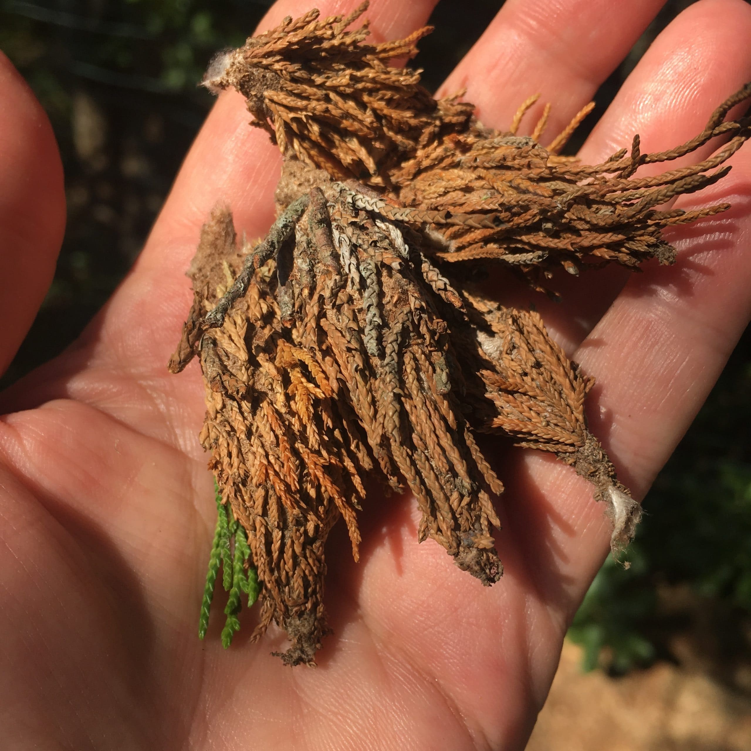 Spotting This Hanging Case on Your Tree? It’s a Bagworm and Here’s What to Do