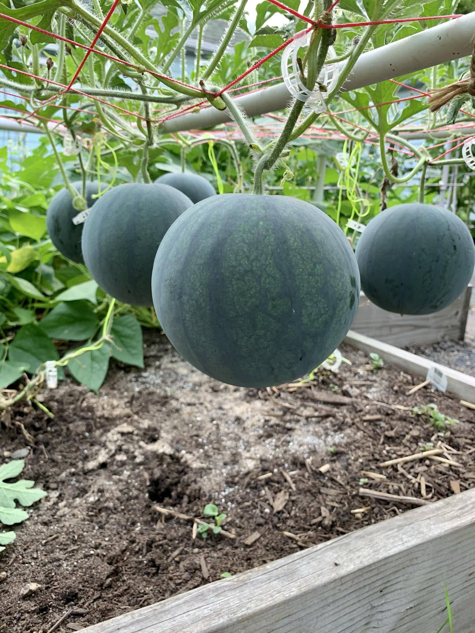 Hanging Net Watermelon Trellis