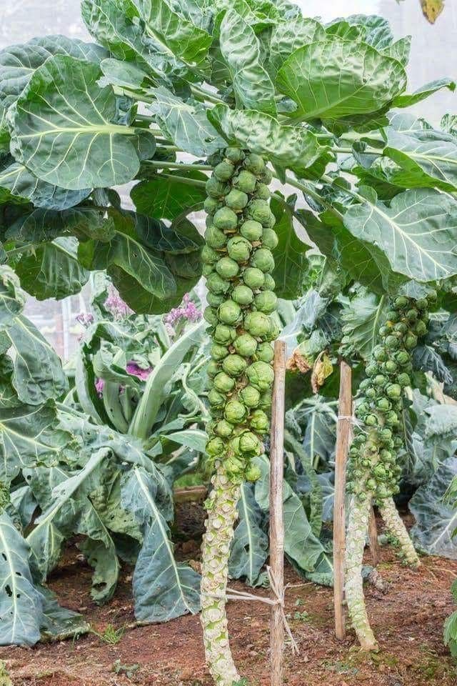 9 Proven Tips to Harvest Tons of Brussels Sprouts